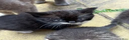 Mixed Breed cats for sale: Kitten for sale in Bilston - Advert 5