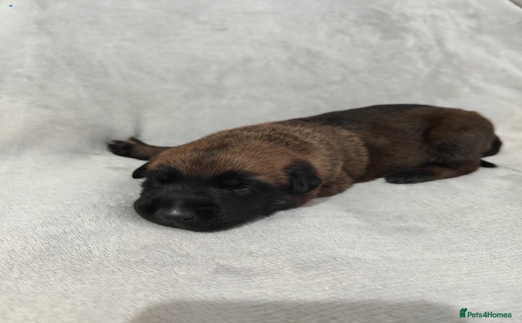 Belgian Shepherd Dog dogs - Advert 2