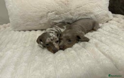 Miniature Dachshund dogs for sale: Miniature dachshunds  - Image 19