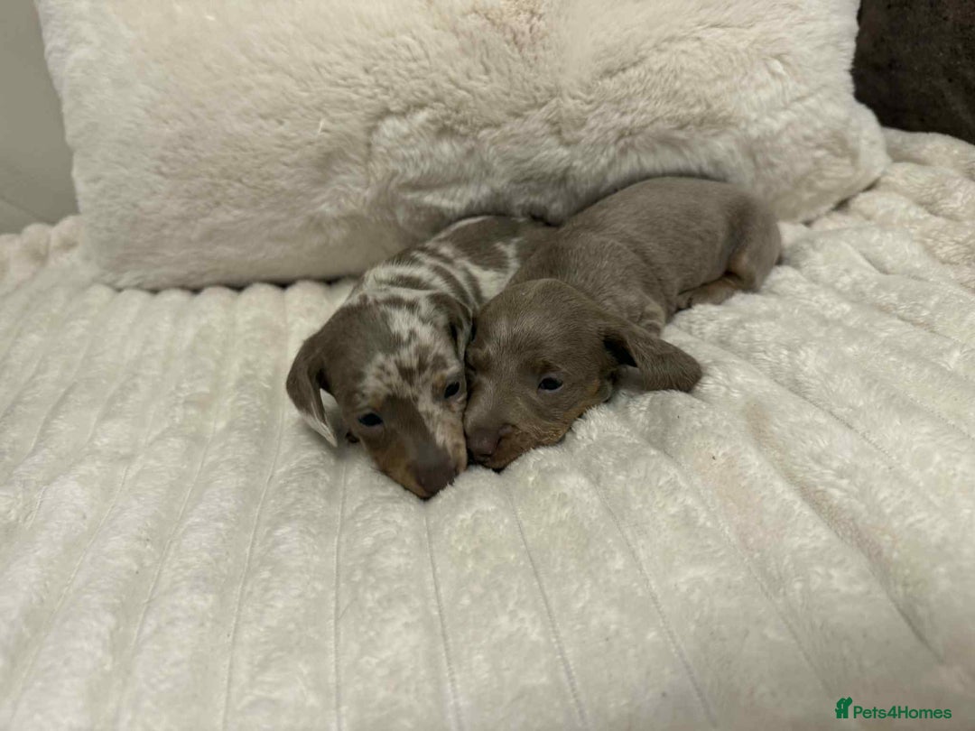 Miniature Dachshund dogs for sale: Miniature dachshunds  - Image 19