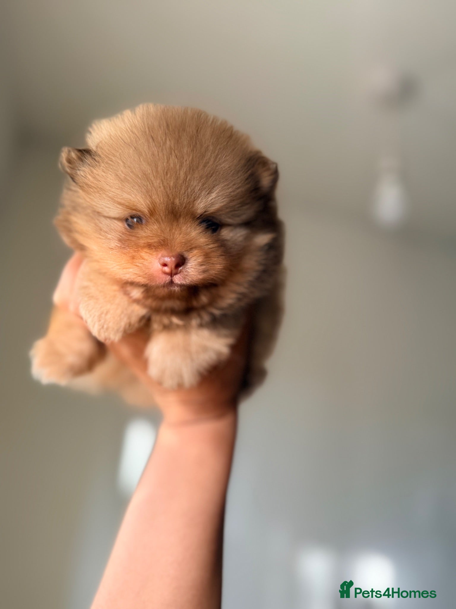 Pomeranian dogs 👑Elite 👑 Rare Colour Teddy Bear Pomeranians   👑 - Advert 1
