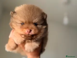 Pomeranian dogs 👑Elite 👑 Rare Colour Teddy Bear Pomeranians 👑 - Advert 1
