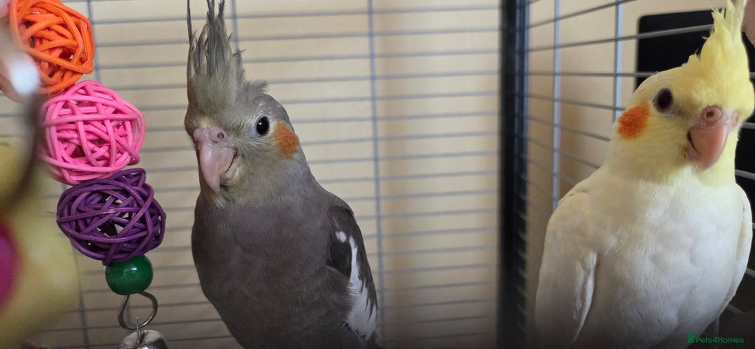 Cockatiels birds for sale: Fully weaned basic trained baby cockatiels  - Image 5
