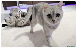 Scottish Fold cats for sale: SCOTTISH FOLD KITTENS (DELIVERY  AVAILABLE) - Image 27