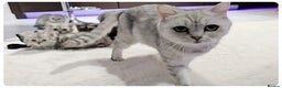 Scottish Fold cats for sale: SCOTTISH FOLD KITTENS (DELIVERY  AVAILABLE) - Advert 18