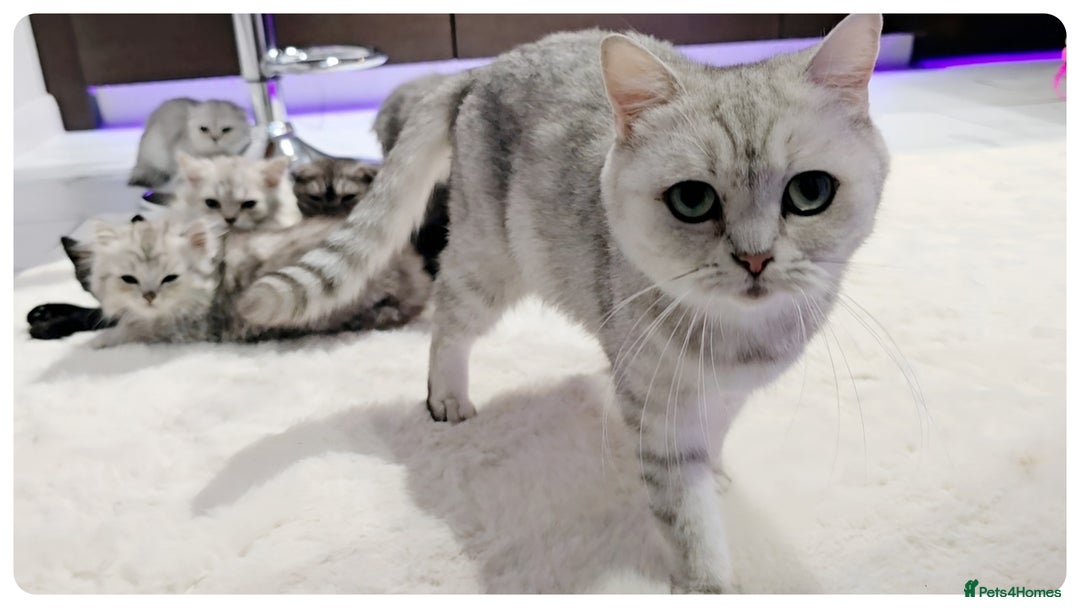 Scottish Fold cats for sale: SCOTTISH FOLD KITTENS (DELIVERY  AVAILABLE) - Image 27