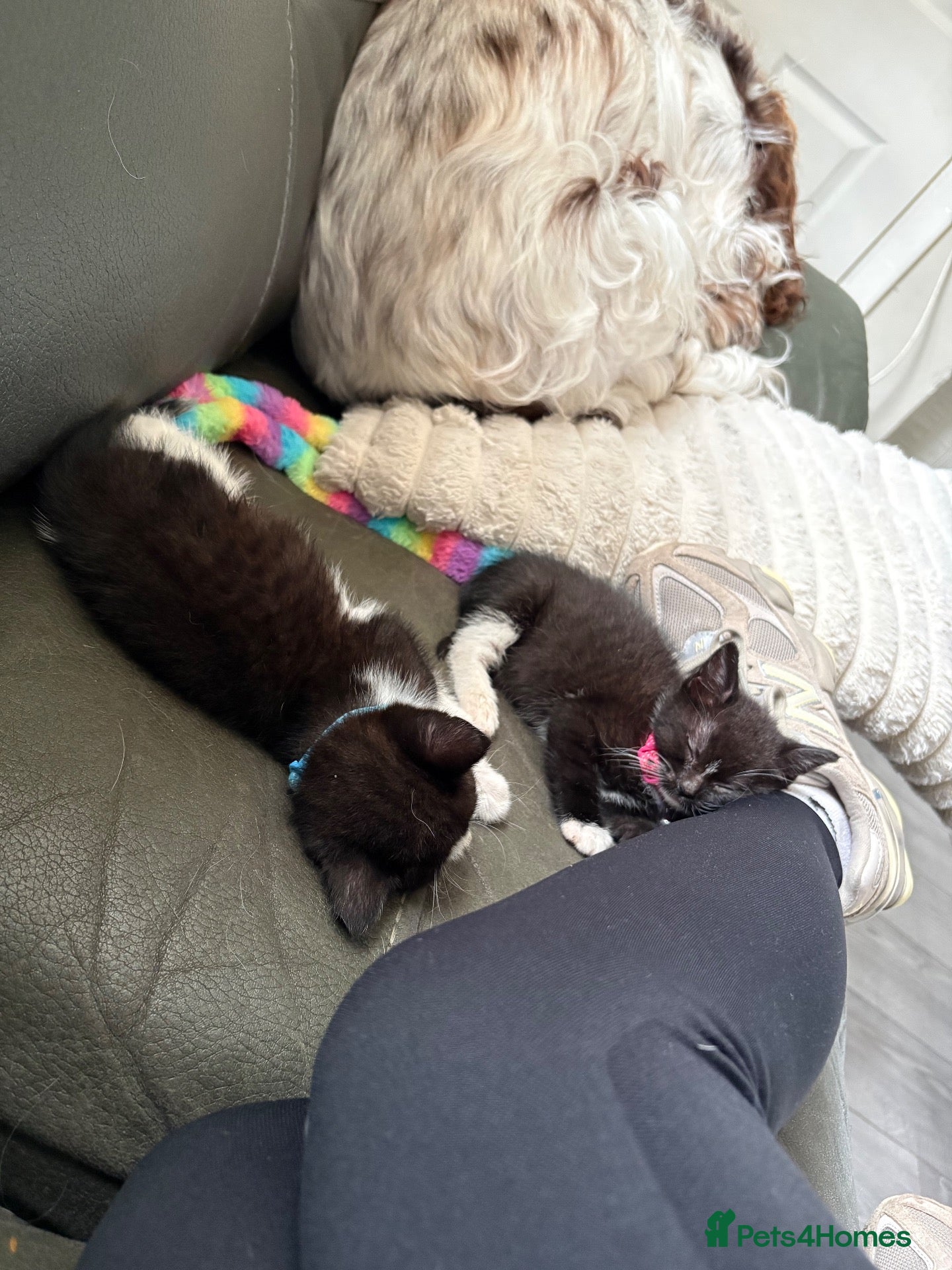 Mixed Breed cats 2 female kittens  - Advert 2
