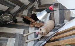 Labrador Retriever dogs for sale: Chunky labrador puppies  - Image 9