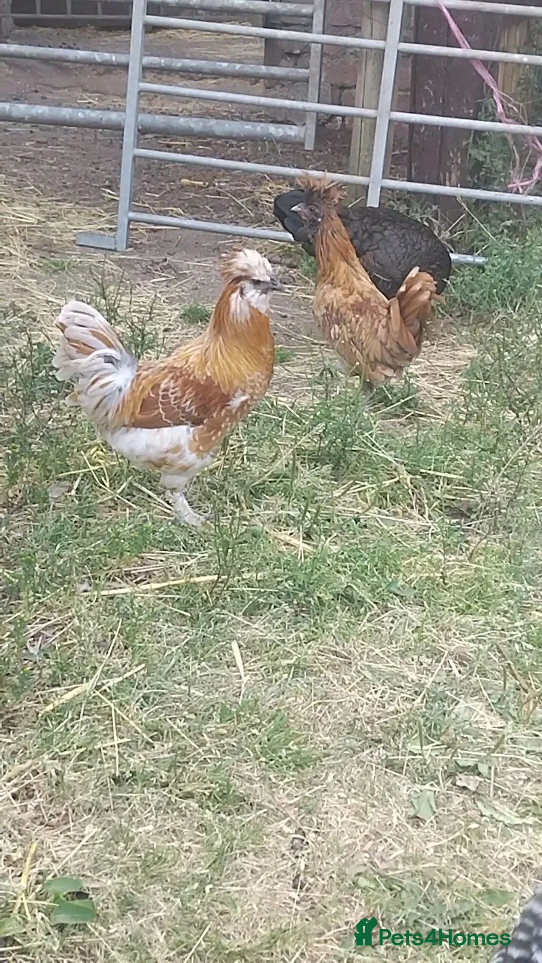 Chickens poultry for sale: Silkie X Polish Cockrel - Advert 1