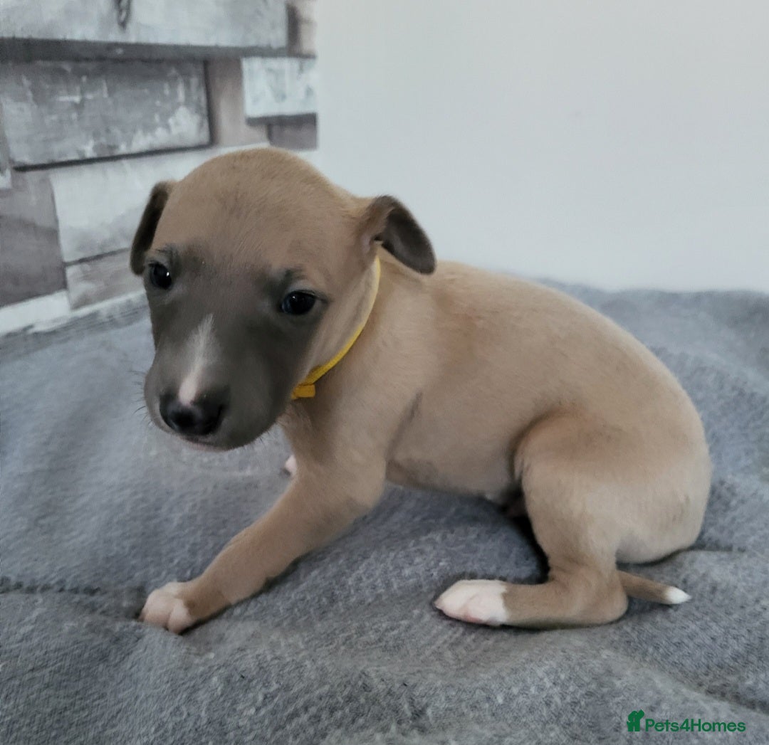 Whippet dogs for sale: These Adorable pups are needing a forever home. - Advert 32