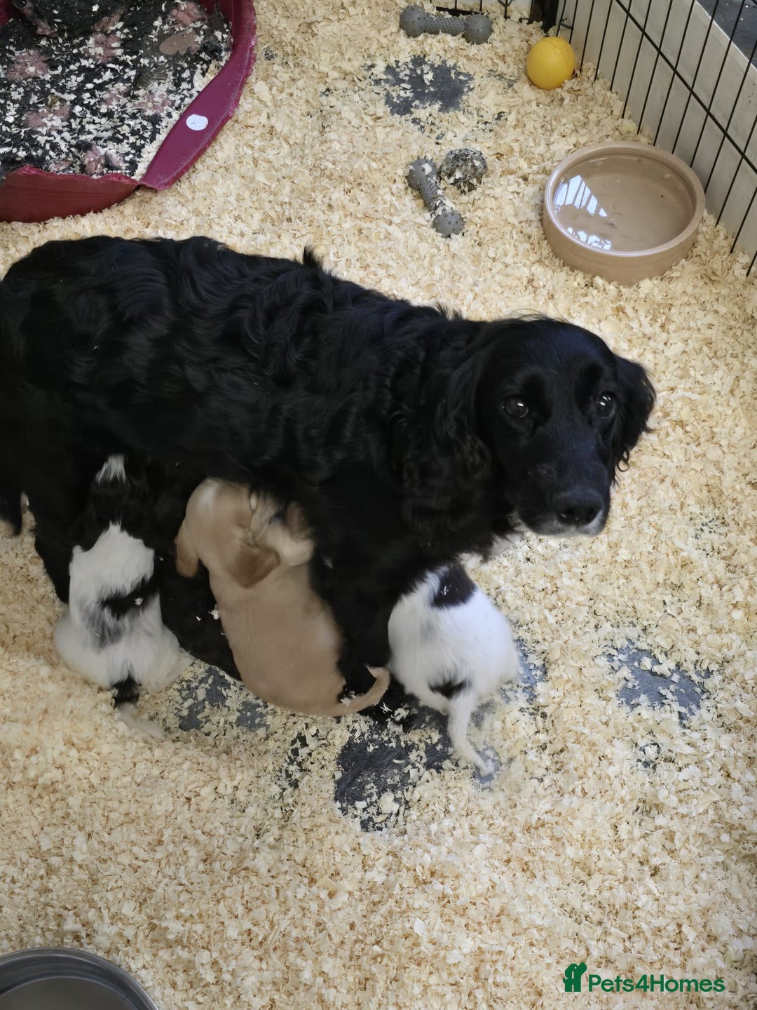 Cockapoo dogs for sale: Cockapoo Puppies Licenced Domestic Breeder - Advert 8