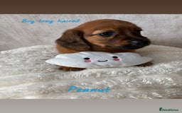Miniature Dachshund dogs for sale: Miniature long and smooth coated Dachshunds - Image 4