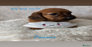 Miniature Dachshund dogs - Advert 11