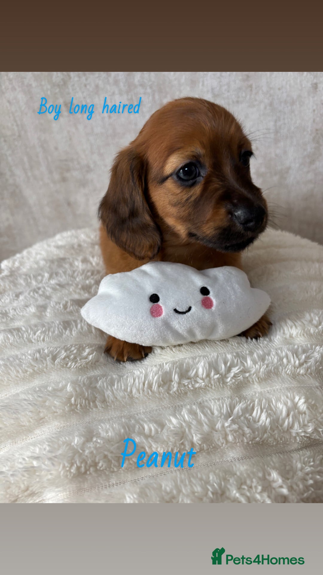 Miniature Dachshund dogs for sale: Miniature long and smooth coated Dachshunds - Image 4