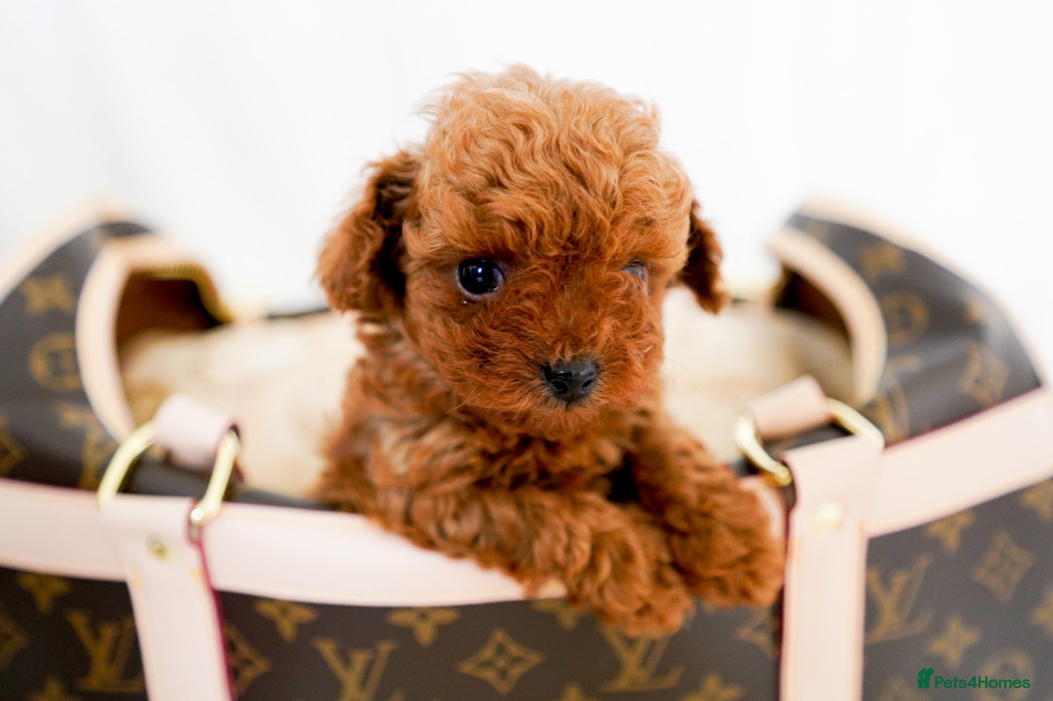 Poodle dogs Gorgeous Asian Toy Poodles - Advert 2