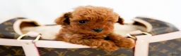 Poodle dogs for sale: Gorgeous Asian Toy Poodles in Sunderland - Advert 2