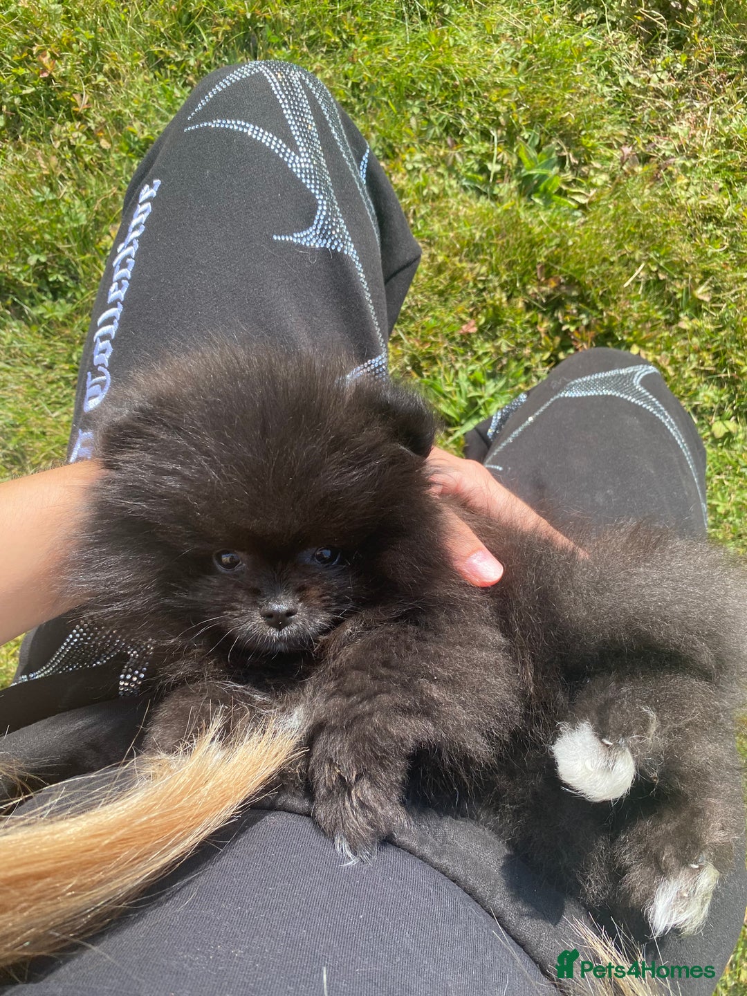 Pomeranian dogs for sale: Gorgeous tiny male Pomeranian puppy - Rocko - Image 8