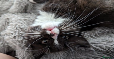 Ragdoll cats - Advert 3
