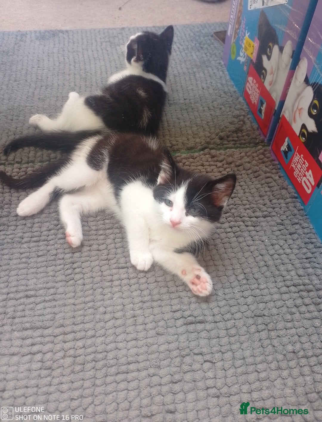Mixed Breed cats for sale: 9 adorable Disney kitten couples  - Image 10