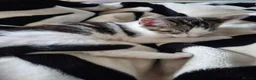 Mixed Breed cats for sale: Female kitten  - Advert 2