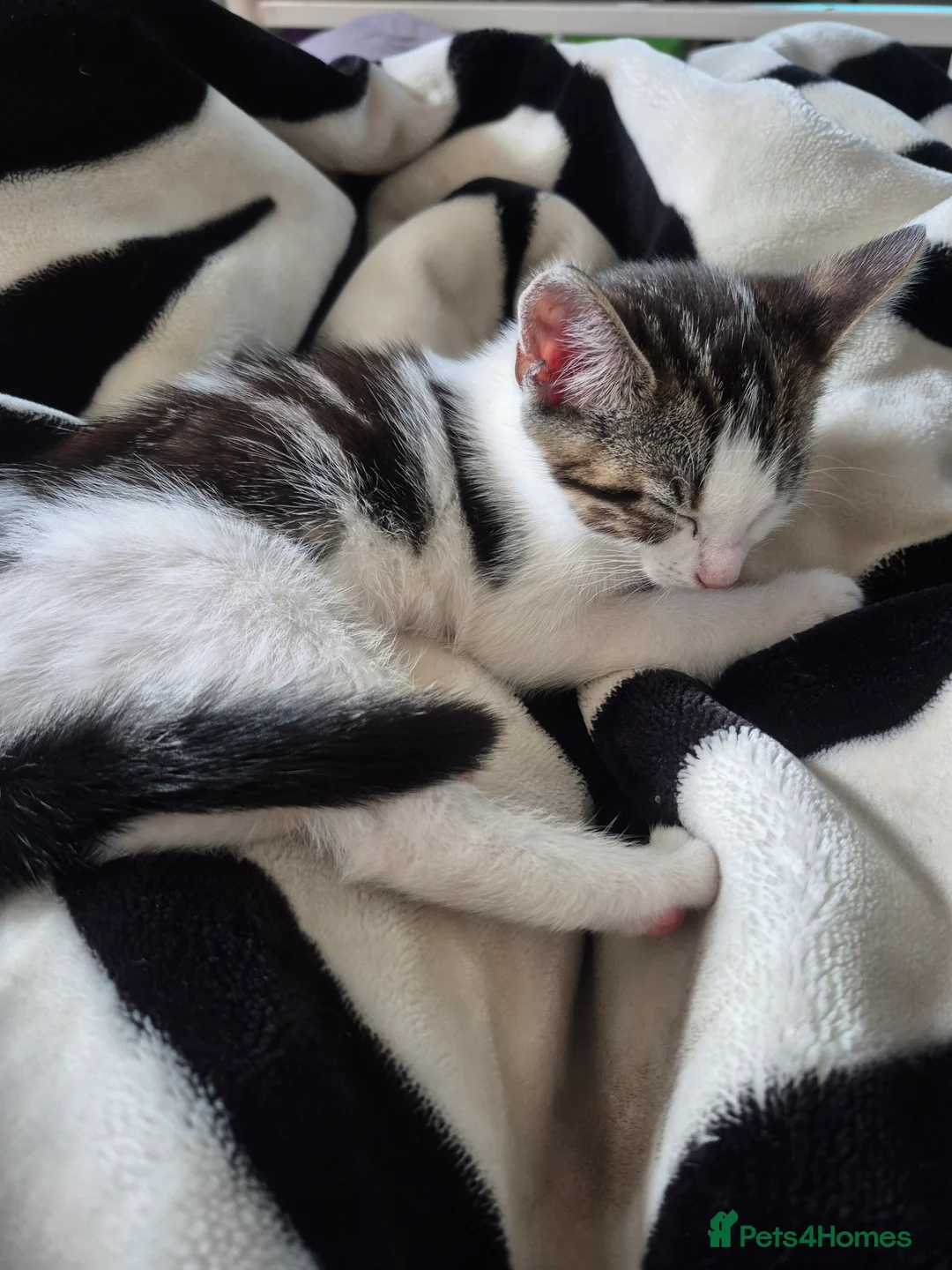 Mixed Breed cats for sale: Female kitten  - Advert 2