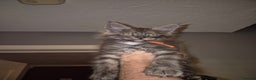 Maine Coon cats for sale: Maine Coon kittens - Advert 8