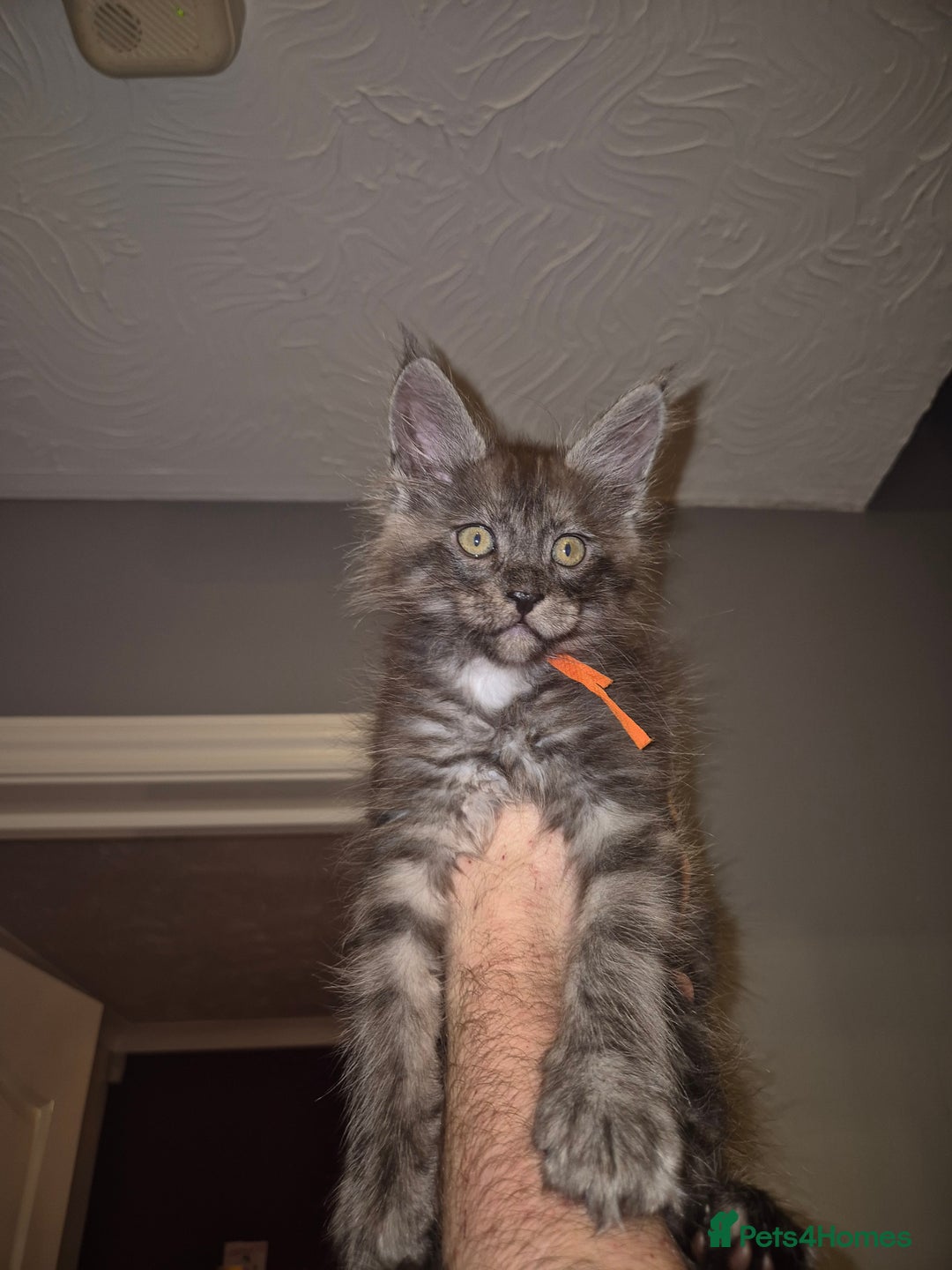 Maine Coon cats for sale: Maine Coon kittens - Advert 8