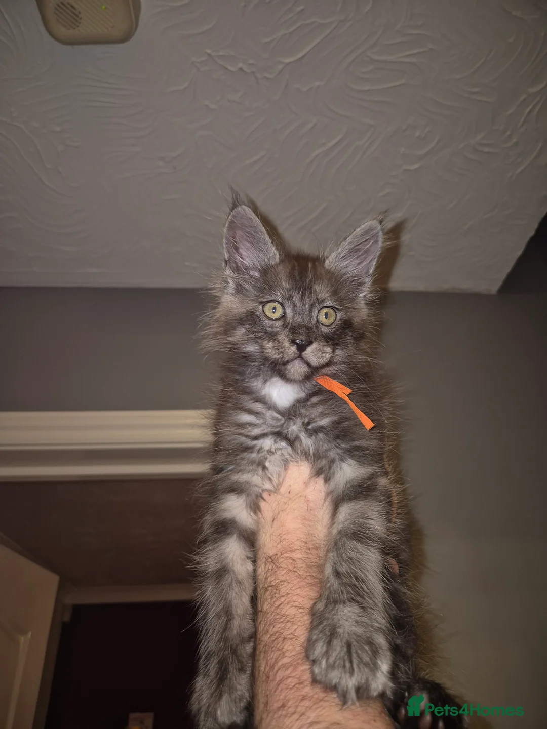 Maine Coon cats for sale: Tica registered Maine Coon kittens - Advert 8