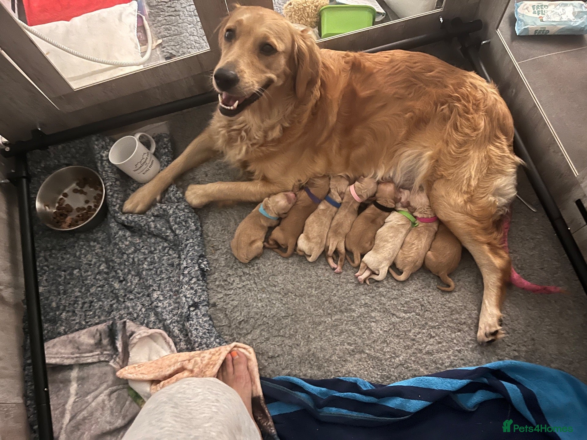 Golden Retriever dogs for sale: 🐾 Gorgeous pedigree Golden Retriever Puppies - Advert 1