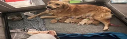 Golden Retriever dogs for sale: 🐾 Gorgeous pedigree Golden Retriever Puppies - Advert 1
