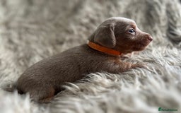 Dachshund dogs for sale: Beautiful mini dachshund babies  - Image 19