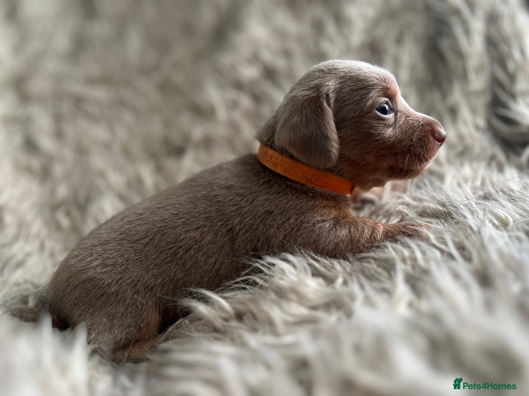 Dachshund dogs for sale: Beautiful mini dachshund babies  - Image 19