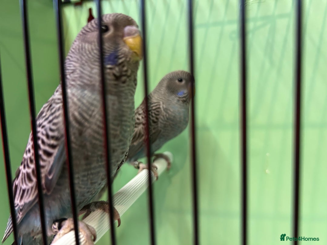 Budgerigars birds for sale: Black face and black wing pairs for sale - Advert 2