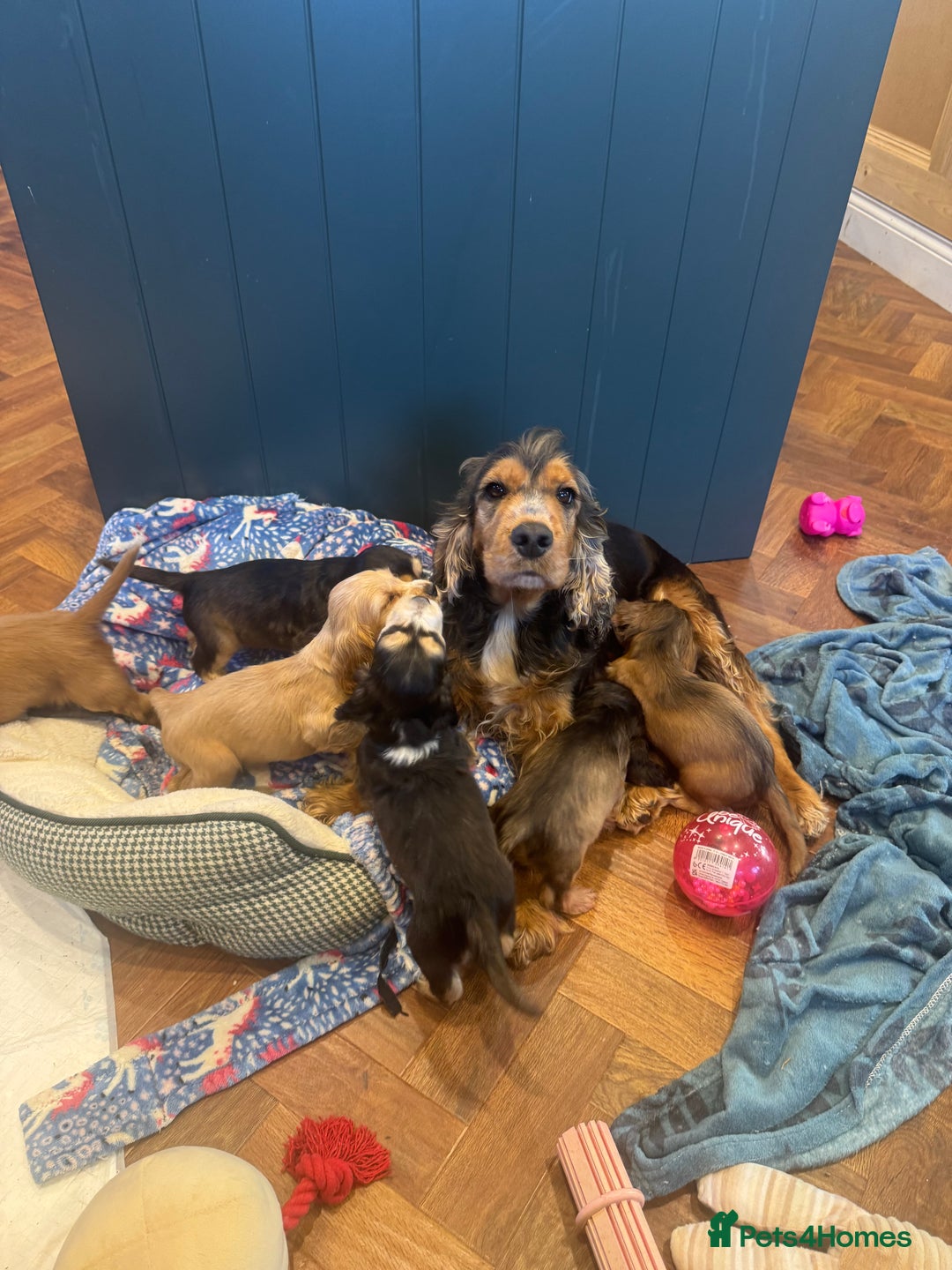 Cocker Spaniel dogs for sale: Gorgeous KC Show Cocker Spaniel Puppies - Advert 21