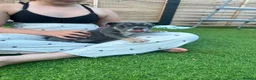 English Bulldog dogs for sale: ⭐️last girl left ready to leave ⭐️ - Advert 4