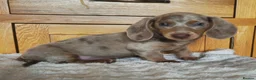 Miniature Dachshund dogs for sale: READY NOW MINIATURE DACHSHUNDS ASK FOR DETAILS - Advert 13