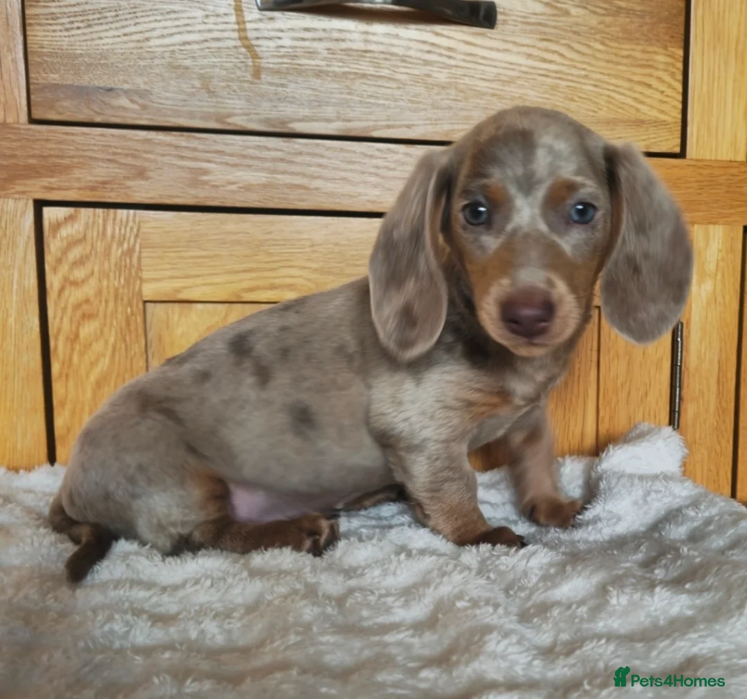 Miniature Dachshund dogs for sale: READY NOW MINIATURE DACHSHUNDS ASK FOR DETAILS - Advert 13