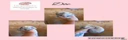 Mini Lop rabbits for sale: Pure mini lops  - Advert 3
