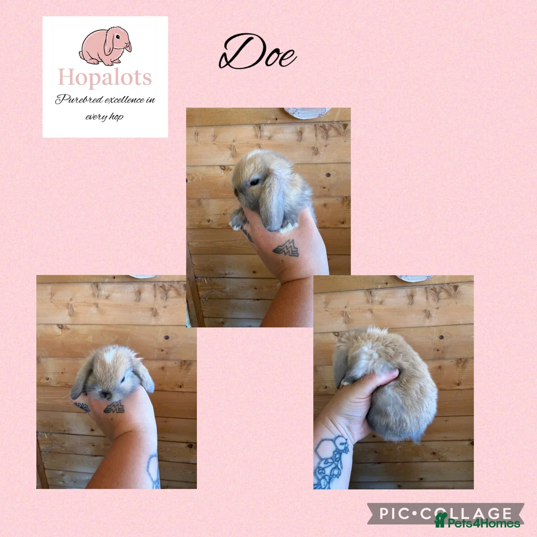 Mini Lop rabbits for sale: Pure mini lops  - Advert 3