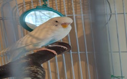 Budgerigars birds for sale: Female budgie  - Image 2