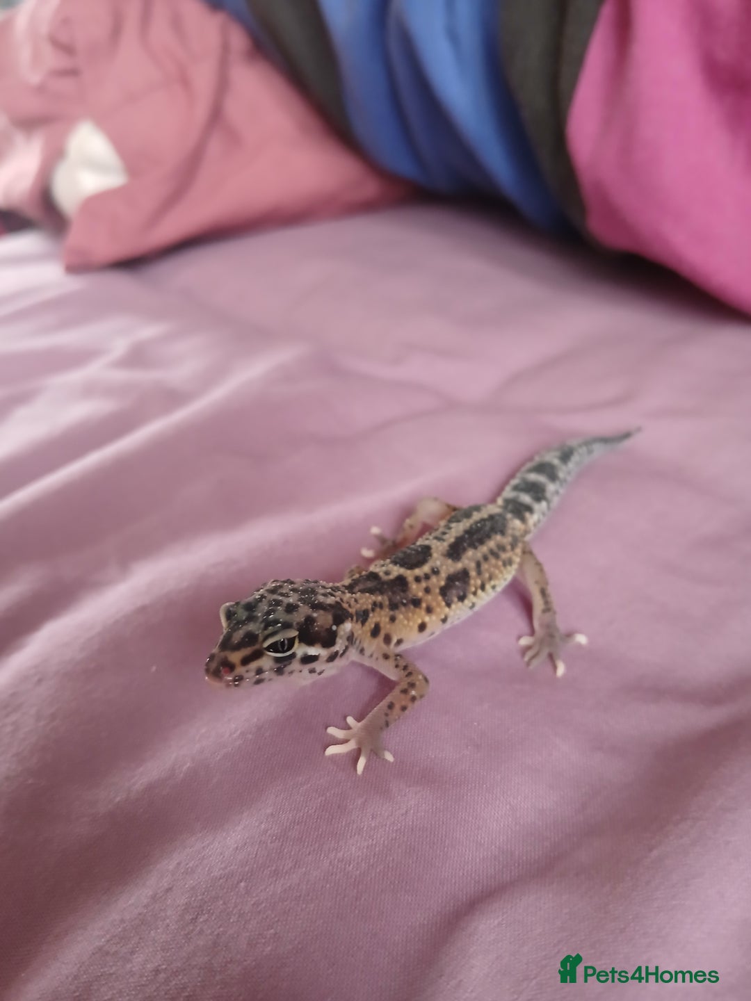 Leopard Gecko reptiles for sale: Baby's leopard geckos  in Rochester - Image 10