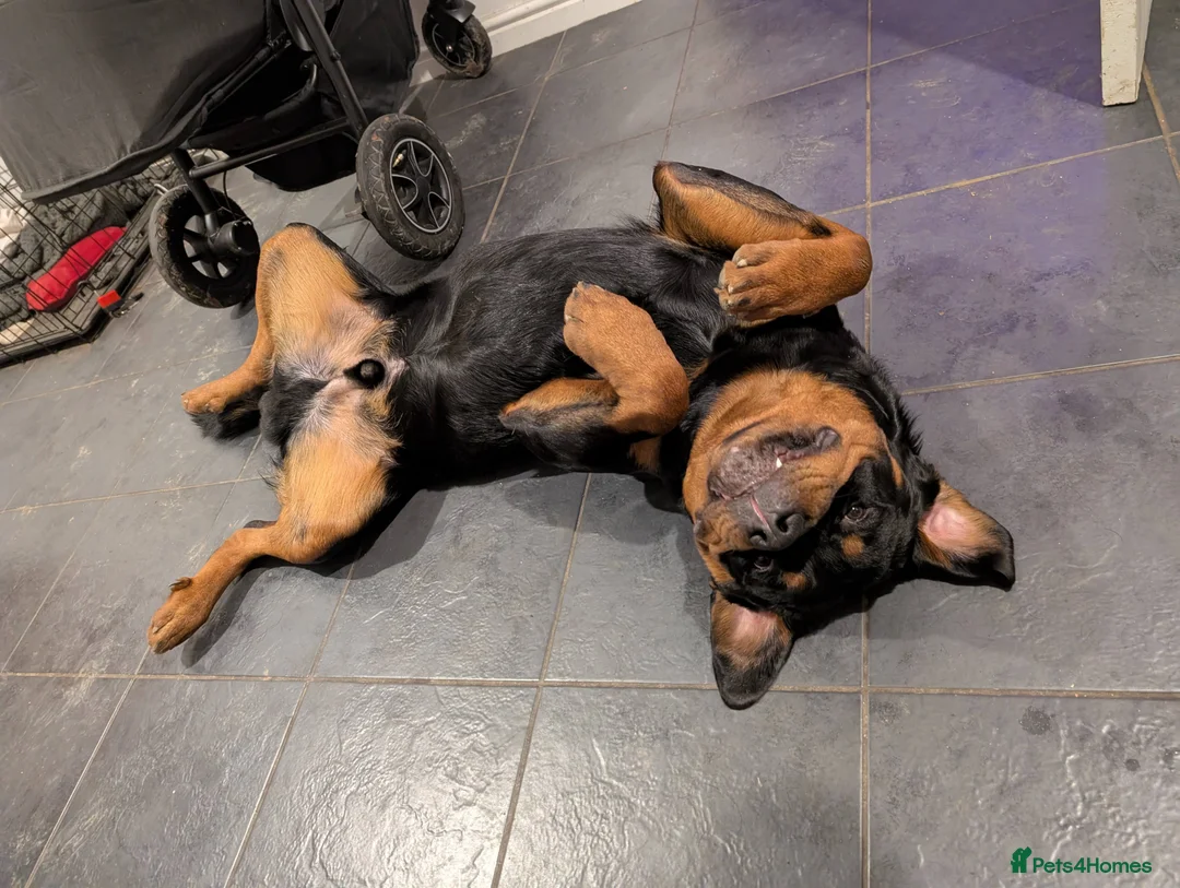 Rottweiler dogs for stud: Proven lovely nature big boy for stud in Middlesbrough - Advert 14