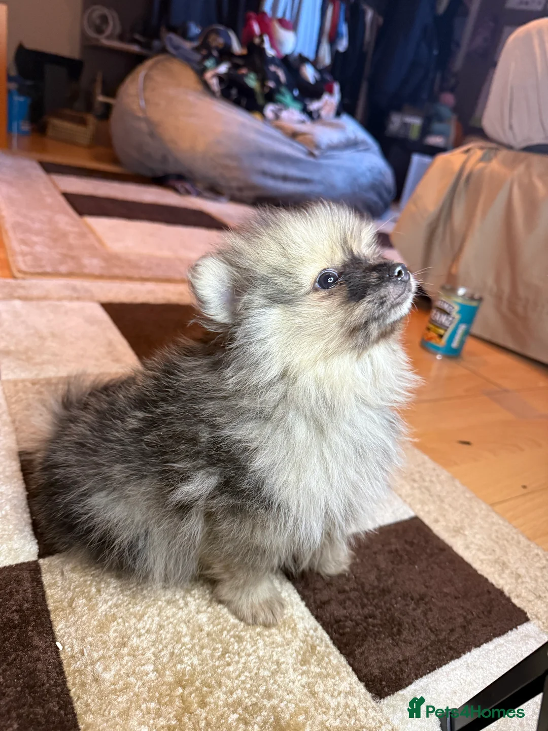 Pomeranian dogs for sale: 🐾 Adorable Merle Pomeranian Puppies for Sale 🐾 - Advert 6
