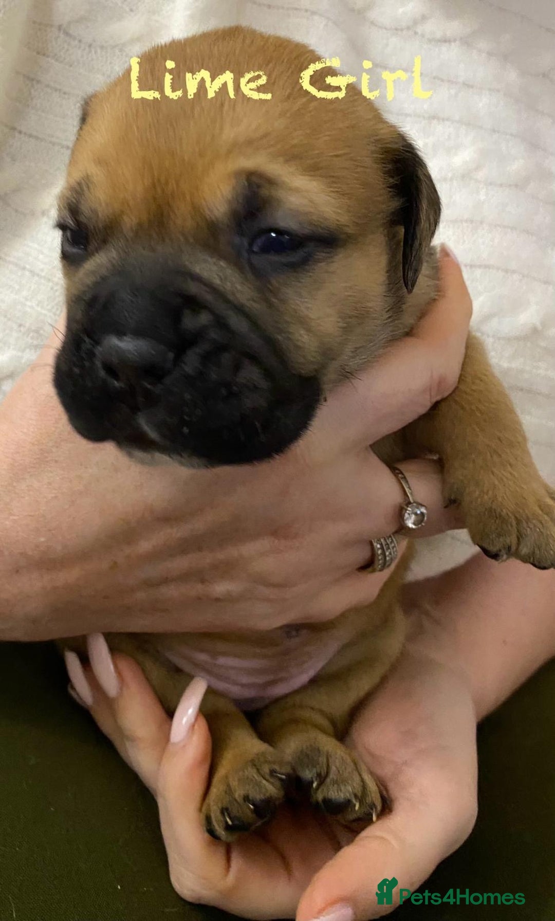 Bullmastiff dogs for sale: Beautiful litter of KC Reg bullmastiff puppies - Advert 15