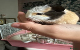 Guinea Pig rodents for sale: 💙 Baby boars for sale 💙 - Image 2
