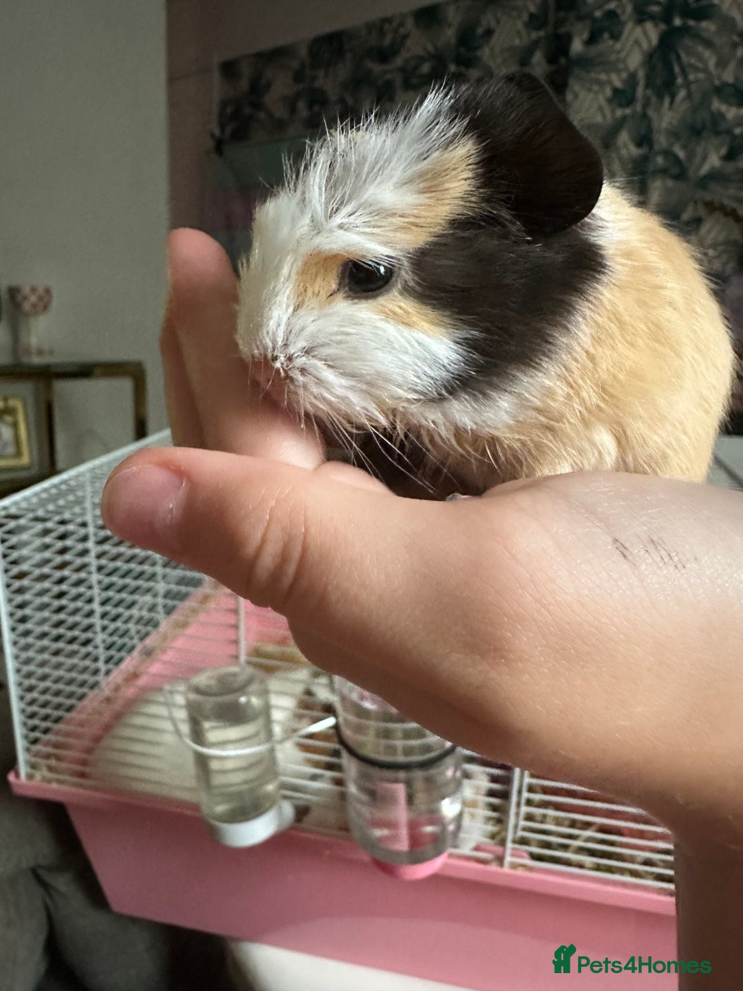 Guinea Pig rodents for sale: 💙 Baby boars for sale 💙 - Image 2