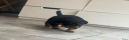 Rottweiler dogs for sale: Rottweiler pup - Advert 2