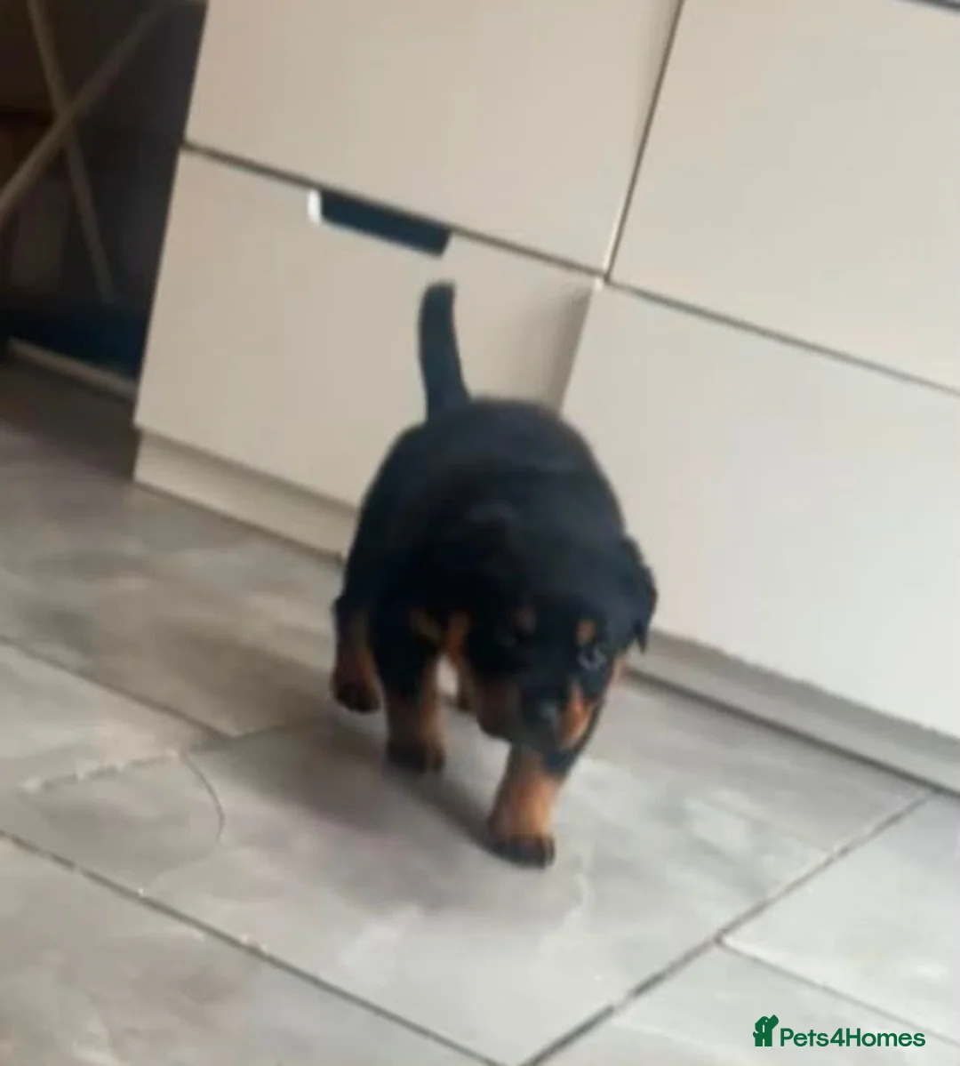 Rottweiler dogs for sale: Rottweiler pup - Advert 2