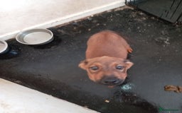 Mixed Breed dogs for sale: 2 rottweiler X German shepherd X staffie 12 weeks - Image 5