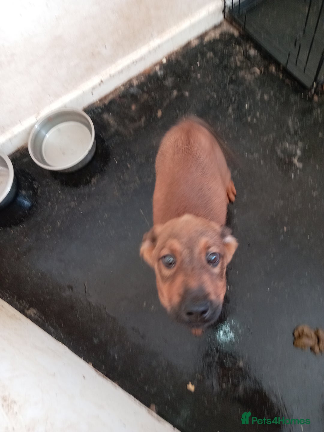 Mixed Breed dogs for sale: 2 rottweiler X German shepherd X staffie 12 weeks - Image 5
